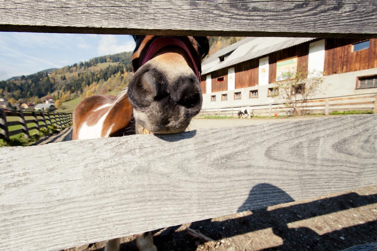 Apartmán Biohof Seidl Bad Kleinkirchheim Exteriér fotografie